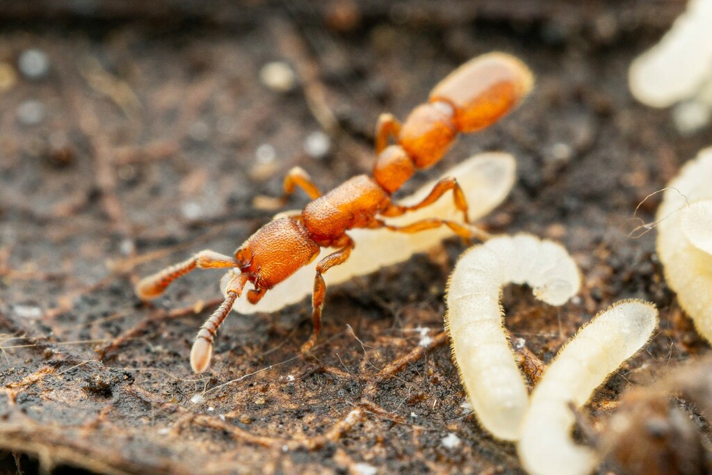 Syscia madrensis