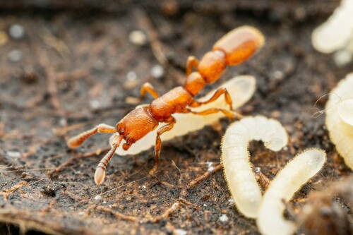 Syscia madrensis