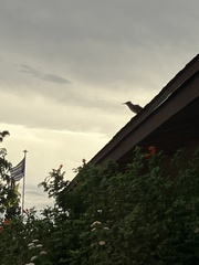 Toxostoma curvirostre