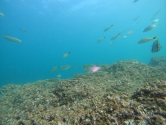 Eucinostomus entomelas