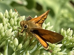 Ochlodes sylvanoides