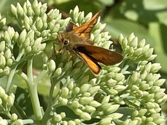 Ochlodes sylvanoides