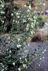Teucrium corymbosum
