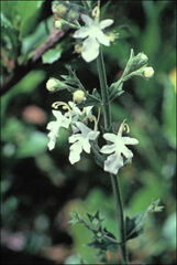 Teucrium corymbosum