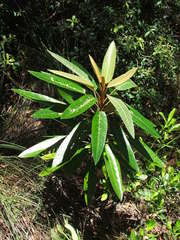 Astrotricha pterocarpa