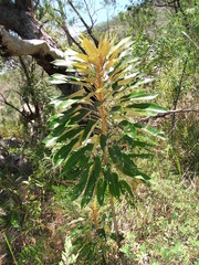 Astrotricha pterocarpa