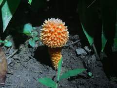 Balanophoraceae