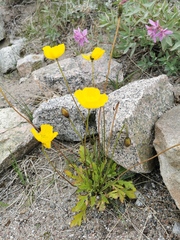 Papaver croceum