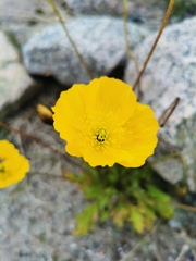 Papaver croceum