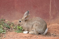 Lepus peguensis