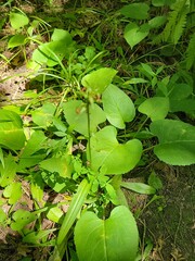 Dactylorhiza viridis
