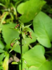 Dactylorhiza viridis