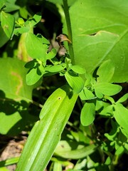Dactylorhiza viridis