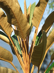 Astrotricha pterocarpa