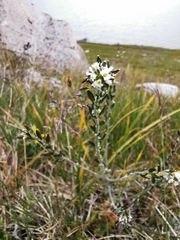 Draba incana