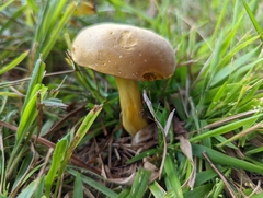 Boletus auripes