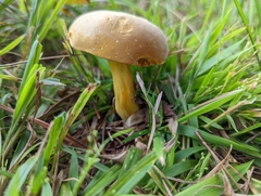 Boletus auripes