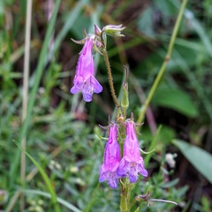 Penstemon metcalfei