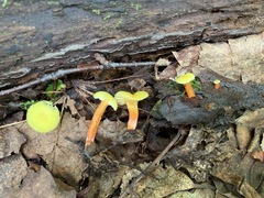 Hygrocybe parvula