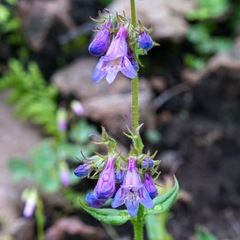 Penstemon metcalfei
