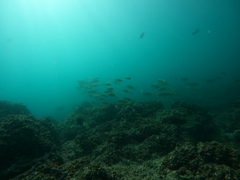 Selar crumenophthalmus