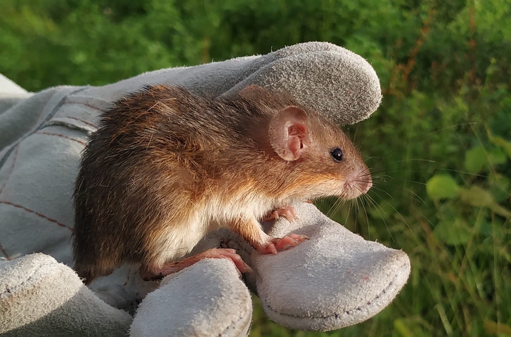 Gaumer's Spiny Pocket Mouse from Calakmul, Camp., México on August 9 ...