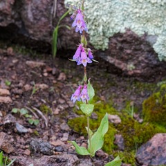 Penstemon metcalfei