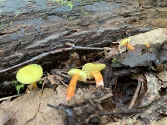 Hygrocybe parvula