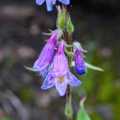 Penstemon metcalfei