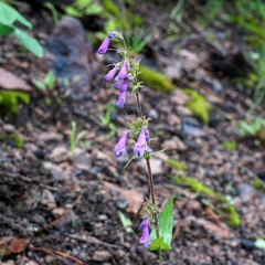 Penstemon metcalfei