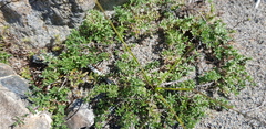 Thymus baicalensis