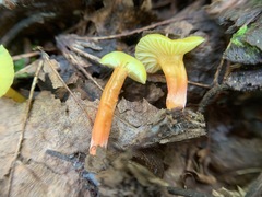 Hygrocybe parvula