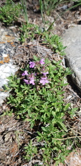Thymus baicalensis