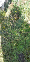 Thalictrum foetidum