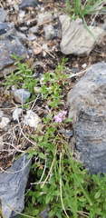 Thymus baicalensis