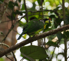 Psilopogon pyrolophus