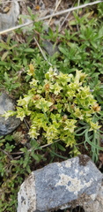 Gentiana squarrosa