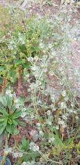 Artemisia sieversiana