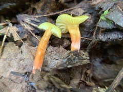 Hygrocybe parvula