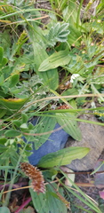 Plantago depressa