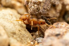 Cyphomyrmex wheeleri