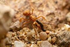 Cyphomyrmex wheeleri