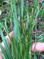 Carex oligocarpa