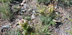 Pedicularis abrotanifolia