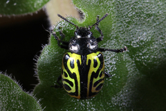 Calligrapha mexicana