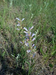 Penstemon gracilis