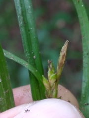 Carex oligocarpa