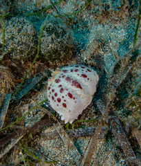 Calappa granulata