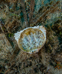 Calappa granulata