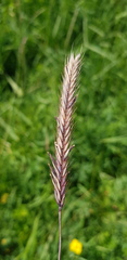 Hordeum brevisubulatum